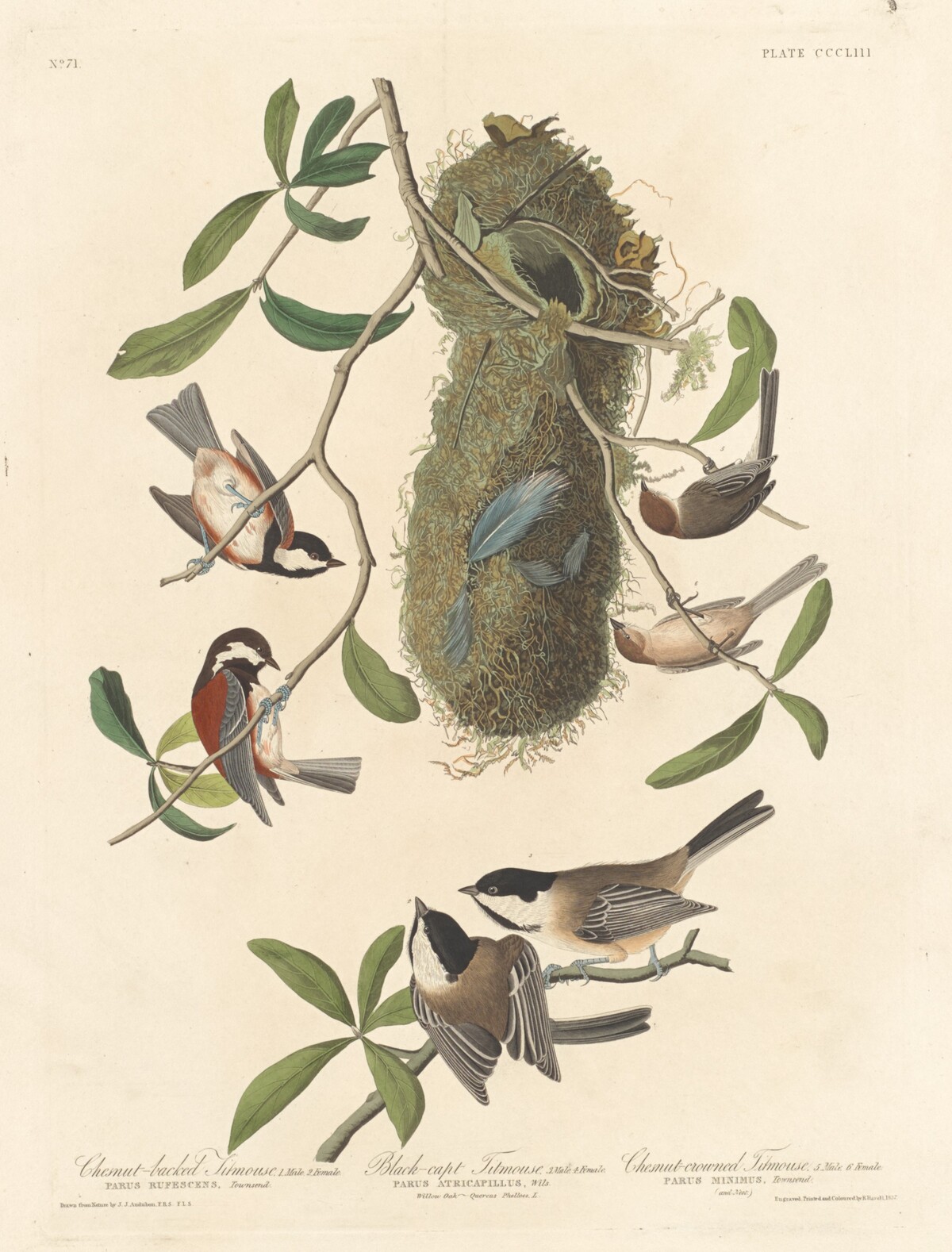Chestnut-backed Titmouse, Black-capped Titmouse and Chestnut-crowned Titmouse by Robert Havell after John James Audubon