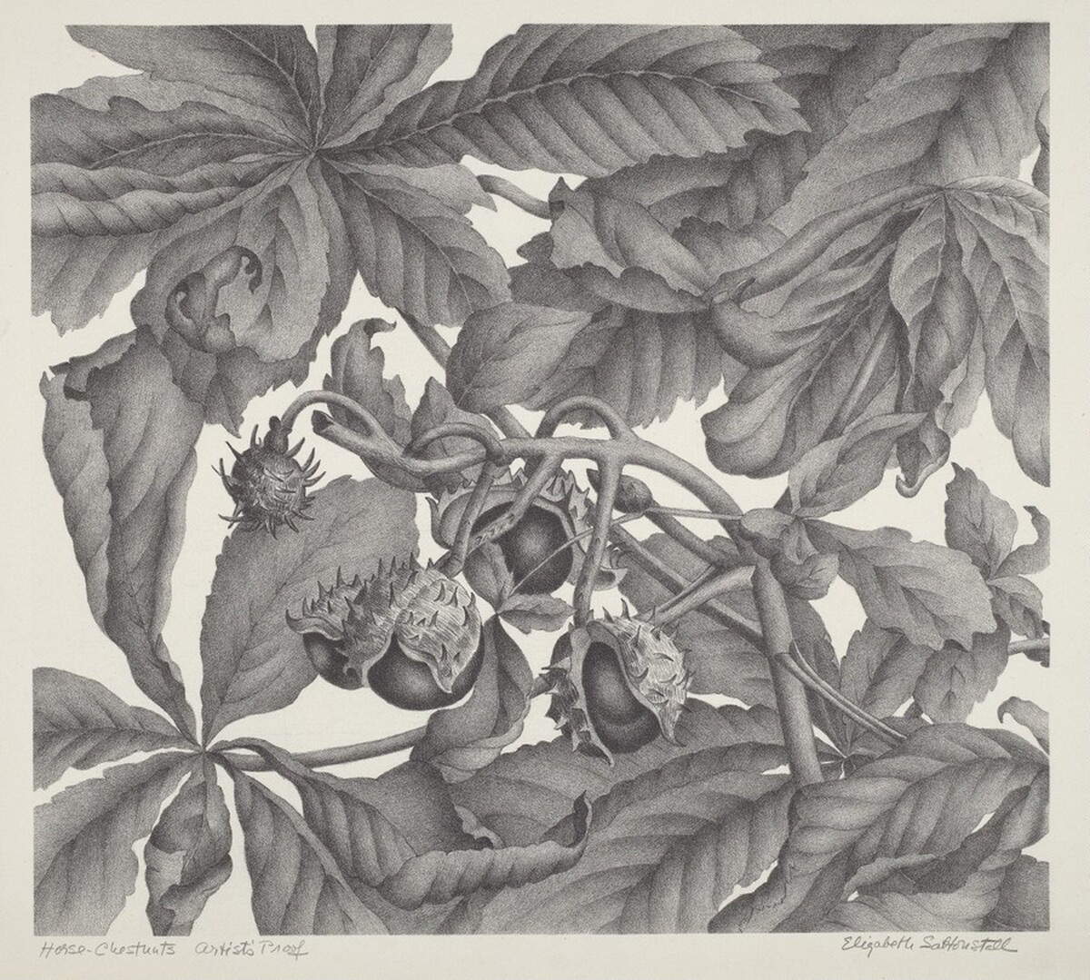 Horse-Chestnuts by Elizabeth Saltonstall