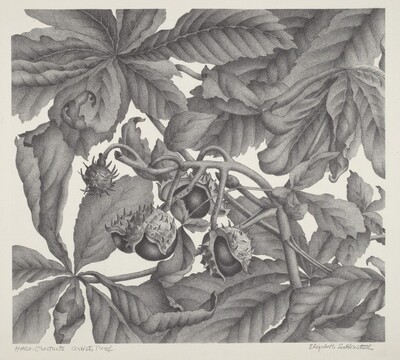 Horse-Chestnuts