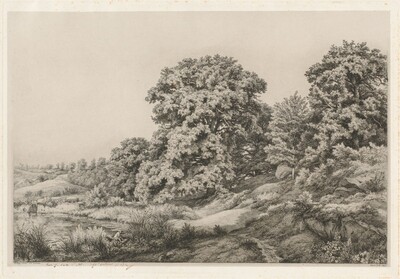 Oaks near a Pond