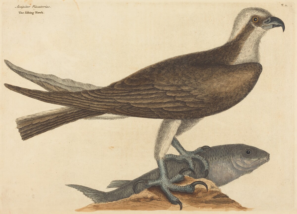 The Fishing Hawk (Falco haliaetus) by Mark Catesby