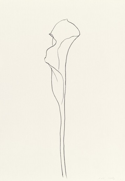 Calla Lily III