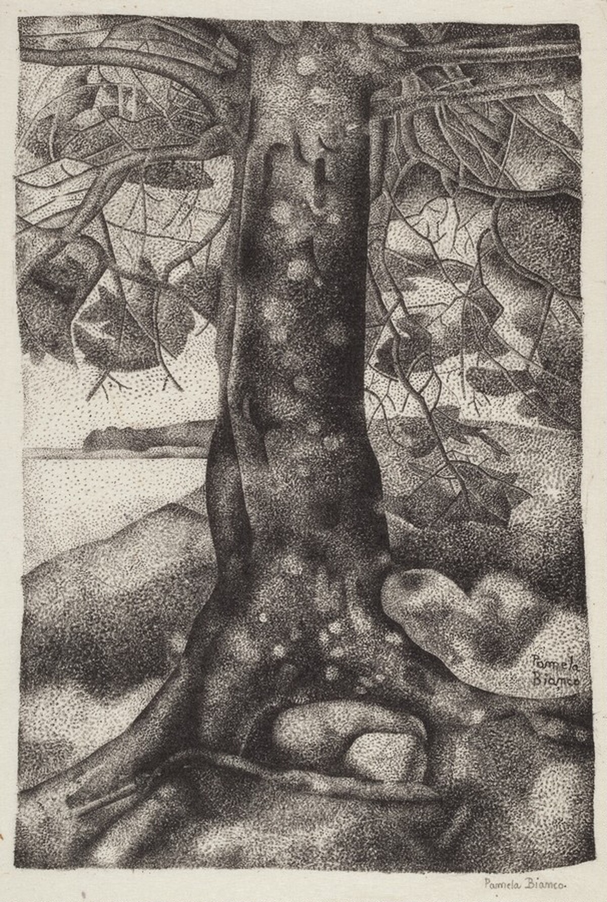 The Balsam Tree by Pamela Bianco