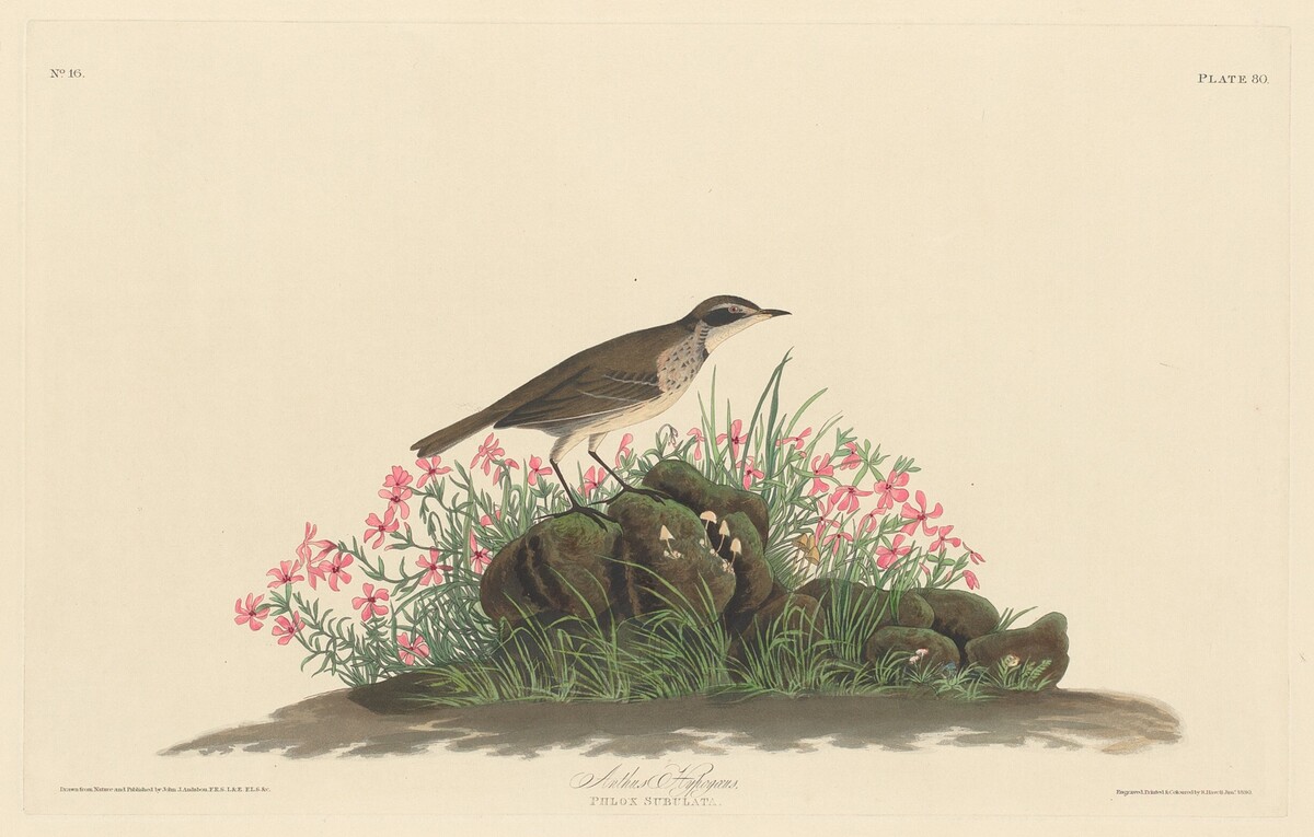 Prairie Titlark by Robert Havell after John James Audubon