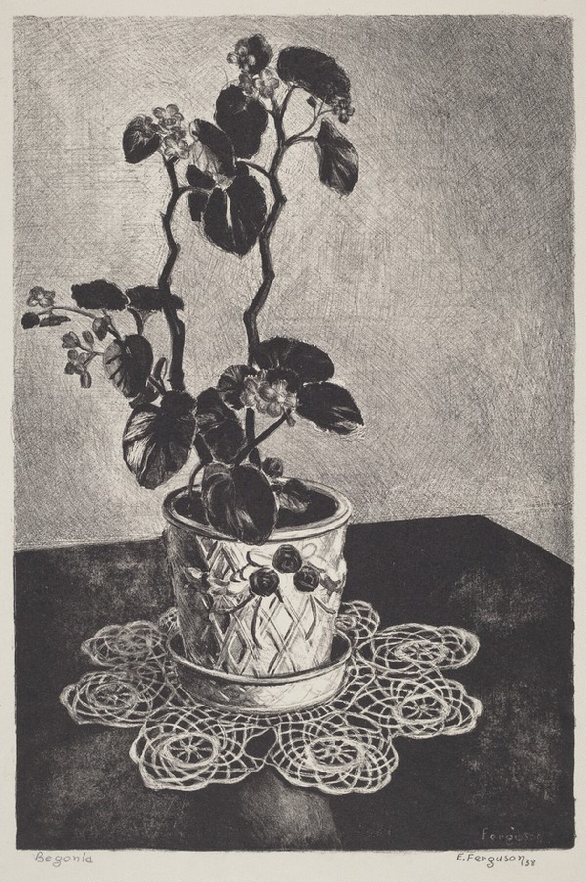 Begonia by Edward R. Ferguson