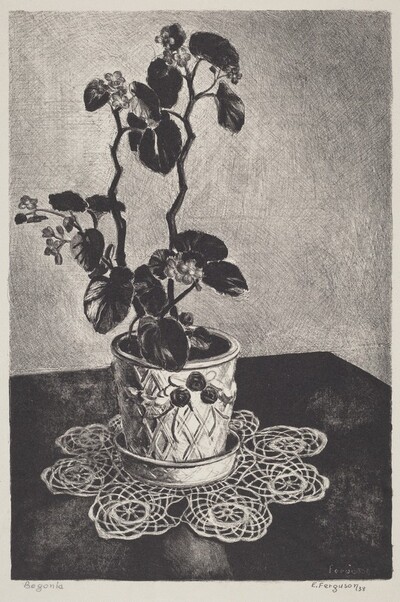 Begonia