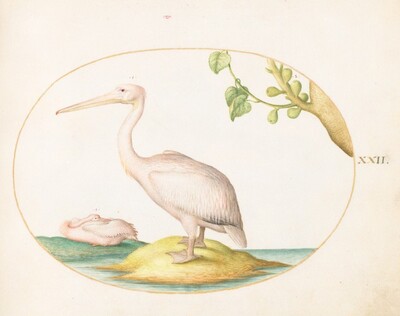 Plate 22: Two White Pelicans with a Sycamore Fig