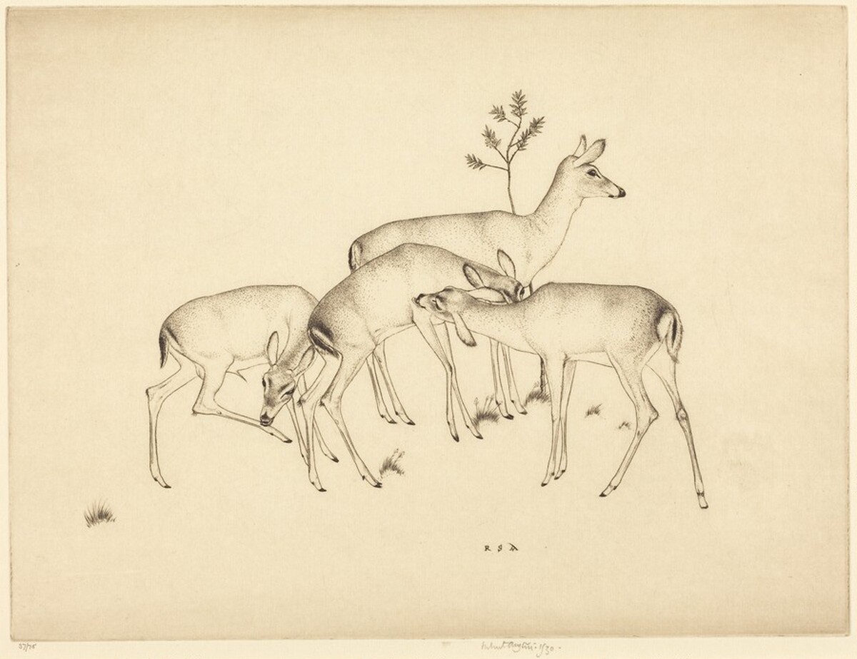 Deer by Robert Austin