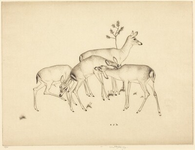 Deer