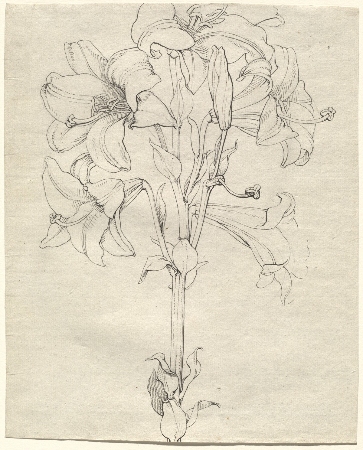 A Stalk of Lilies with Six Blooms by Philipp Otto Runge