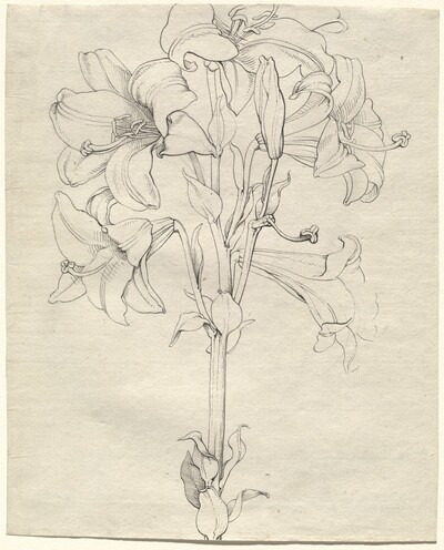 A Stalk of Lilies with Six Blooms
