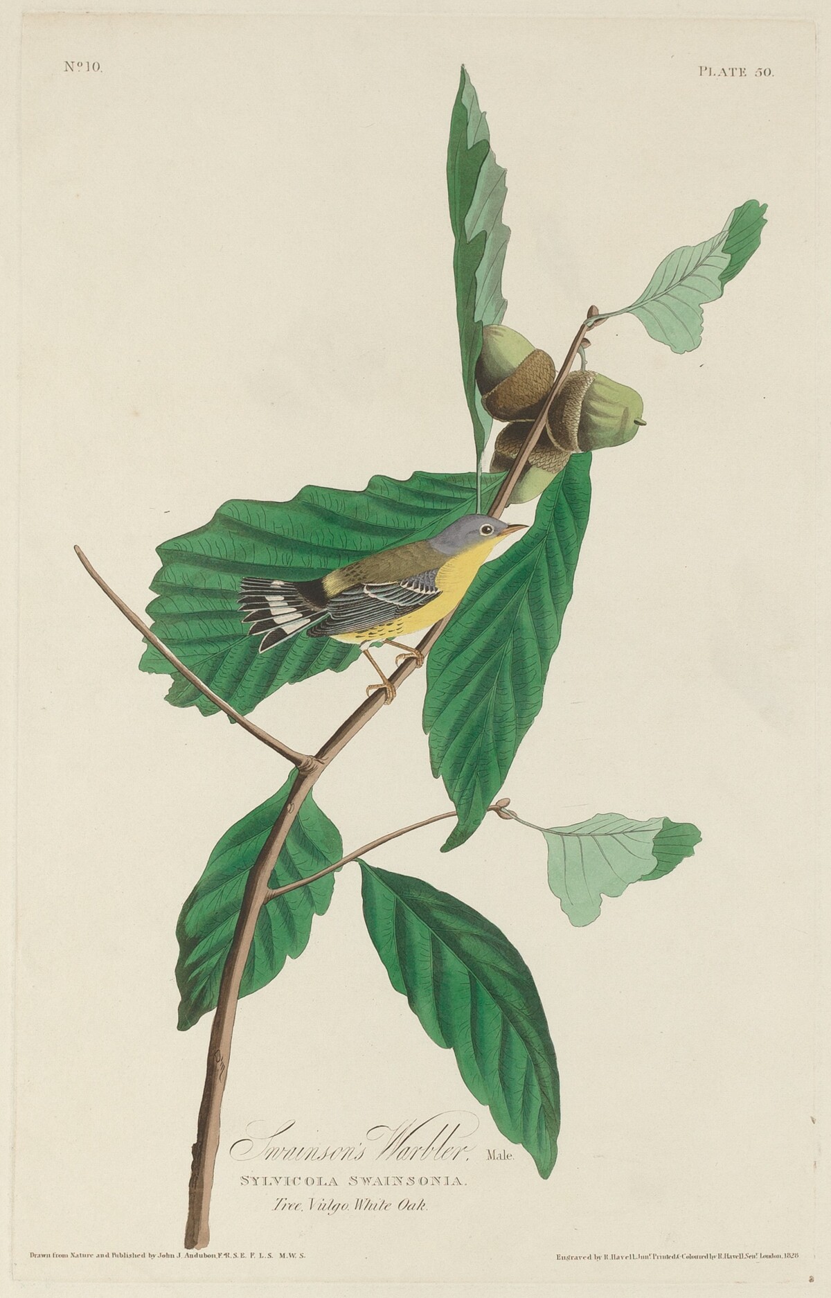 Swainson's Warbler by Robert Havell after John James Audubon