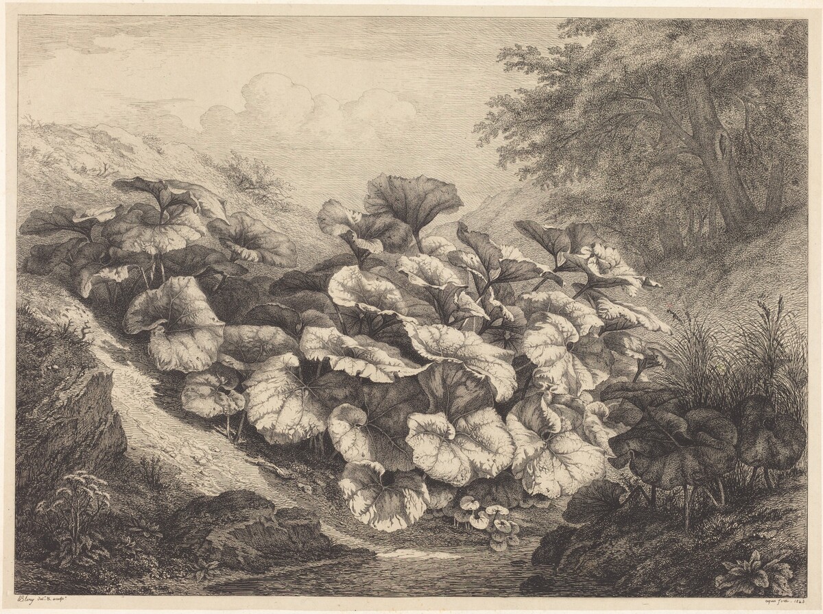 Large Coltsfoot by Eugène Bléry