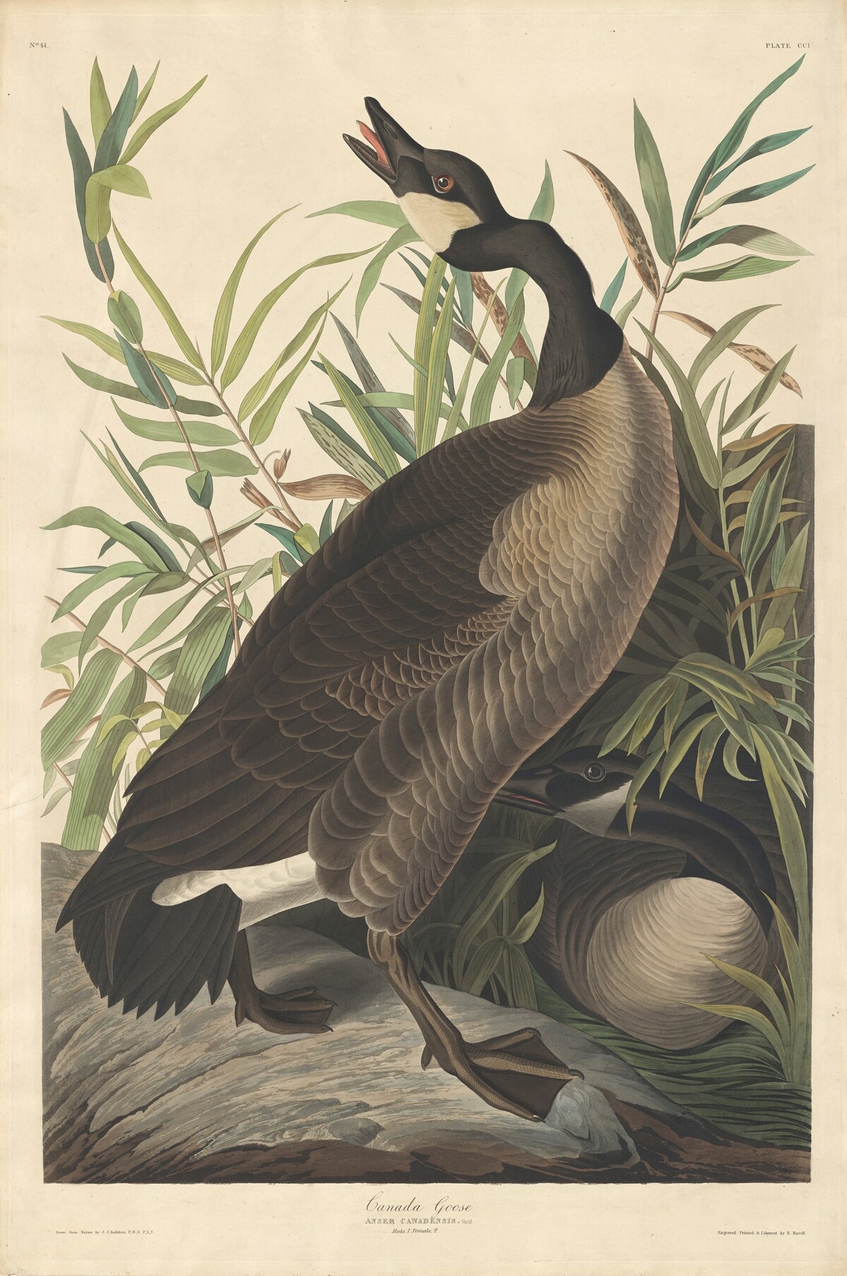 Canada Goose by Robert Havell after John James Audubon