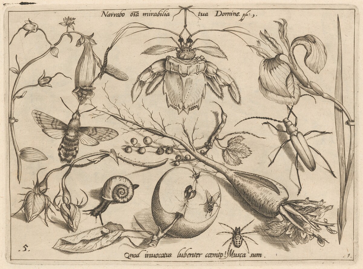 Archetypa studiaque patris Georgii Hoefnagelii [Part 1, Plate 5] by Jacob Hoefnagel after Joris Hoefnagel
