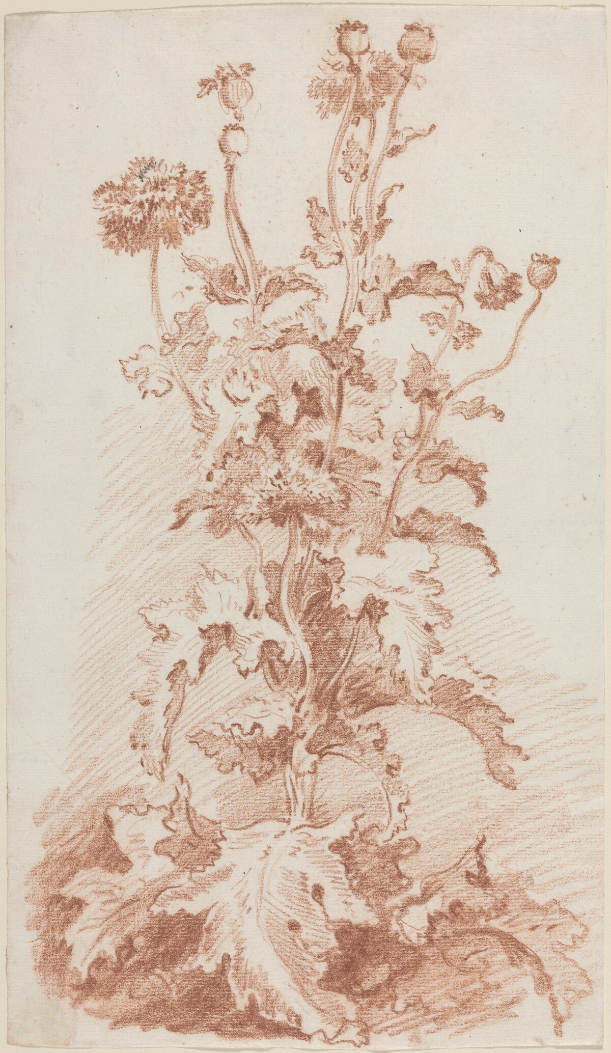Poppies with Seed Pods by Jean-Baptiste Hüet, I