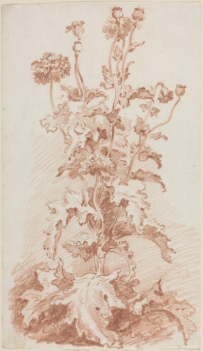 Poppies with Seed Pods
