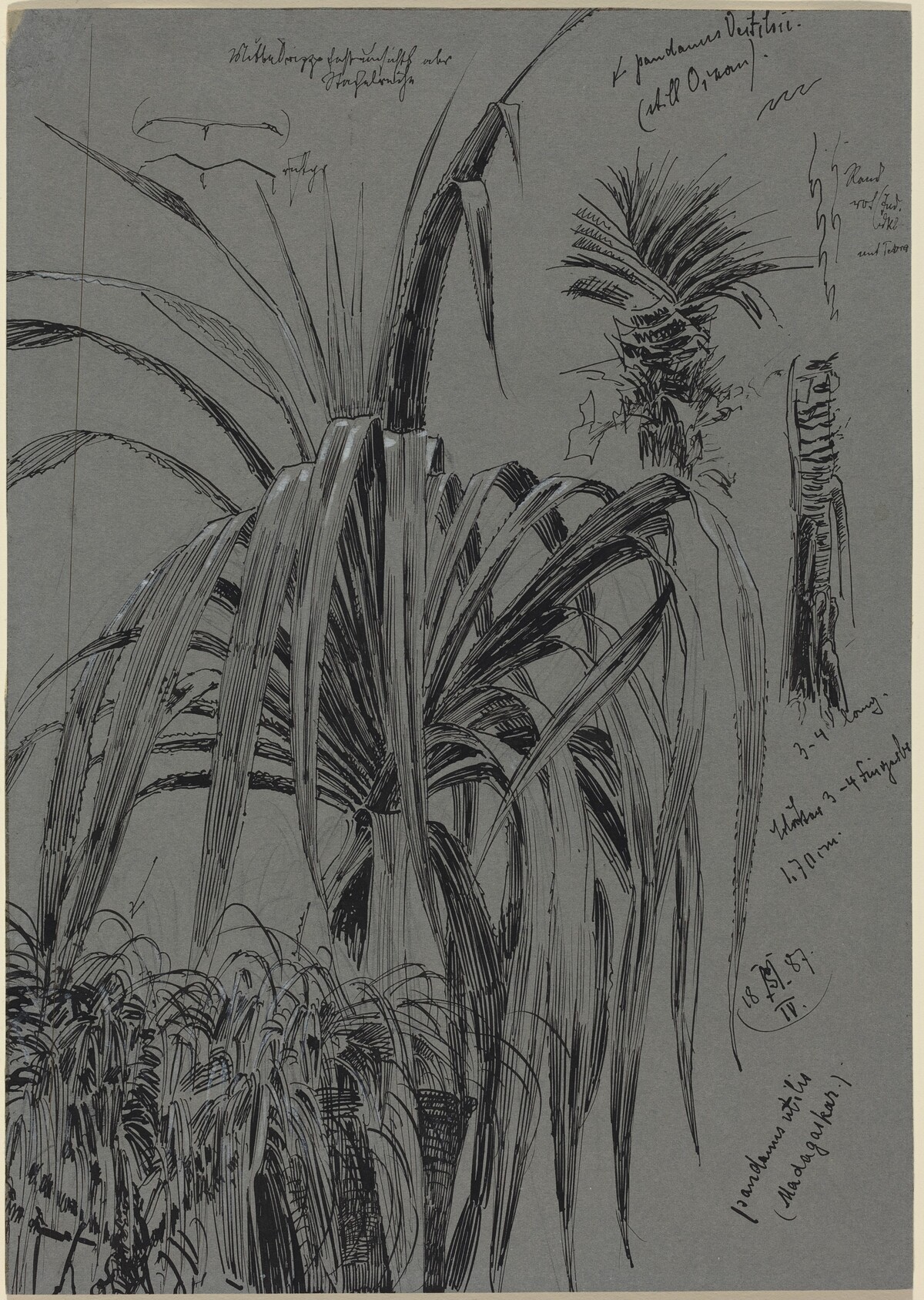 Studies of Screwpines from Madagascar by Max Seliger