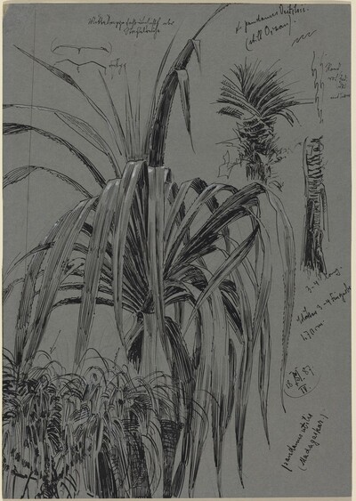 Studies of Screwpines from Madagascar