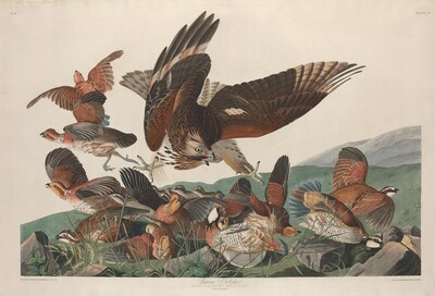 Virginian Partridge
