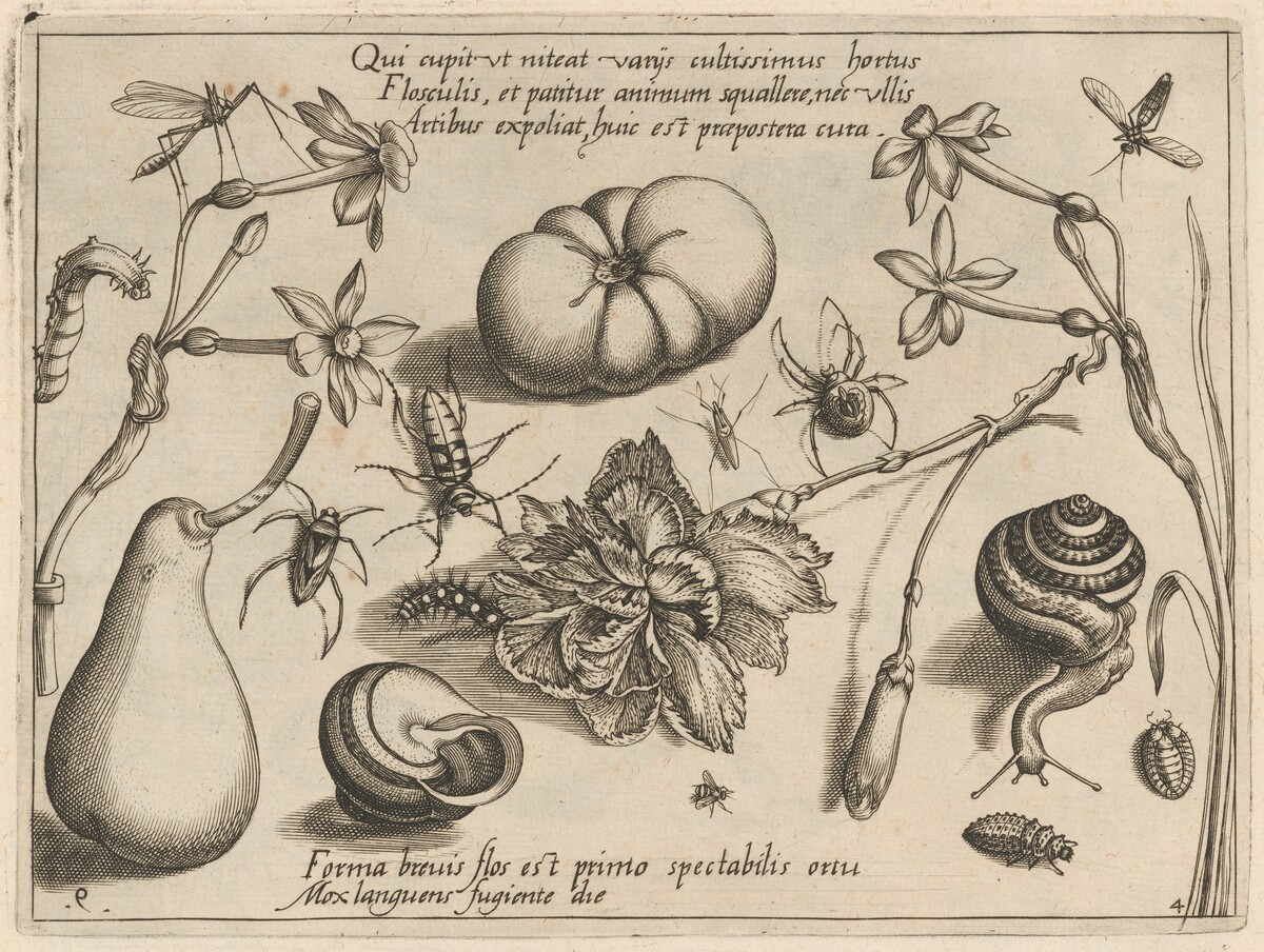 Archetypa studiaque patris Georgii Hoefnagelii [Part 4, Plate 9] by Jacob Hoefnagel after Joris Hoefnagel