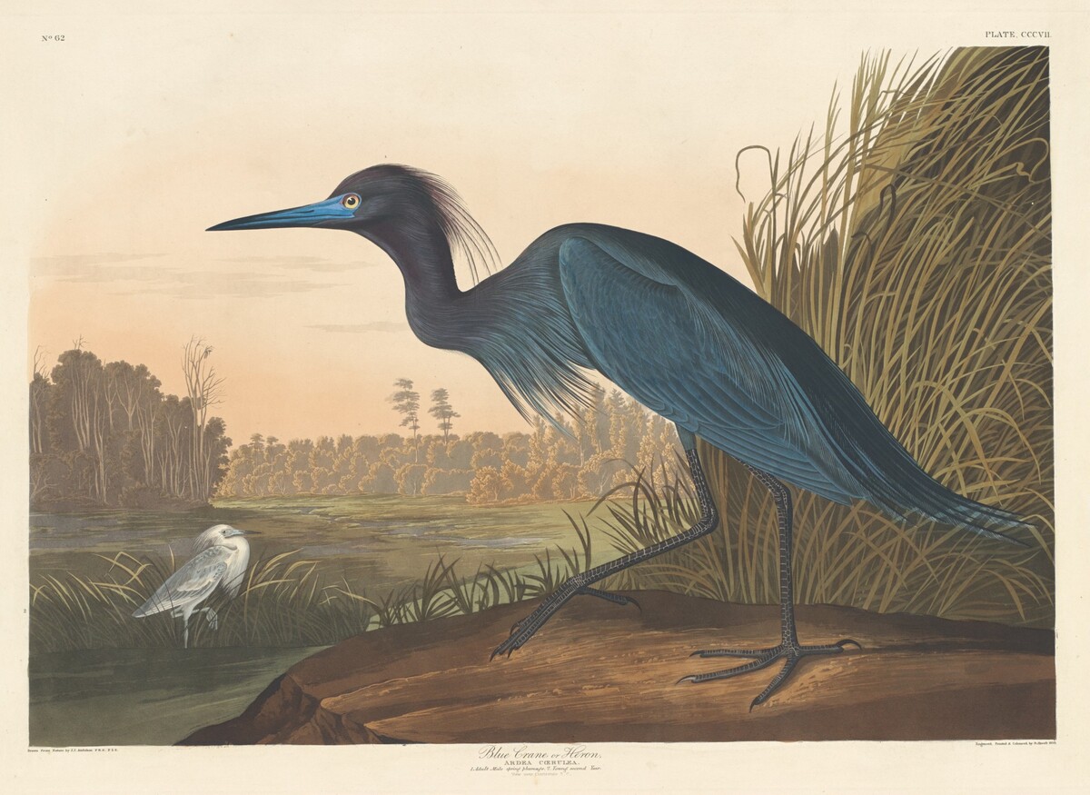 Blue Crane or Heron by Robert Havell after John James Audubon