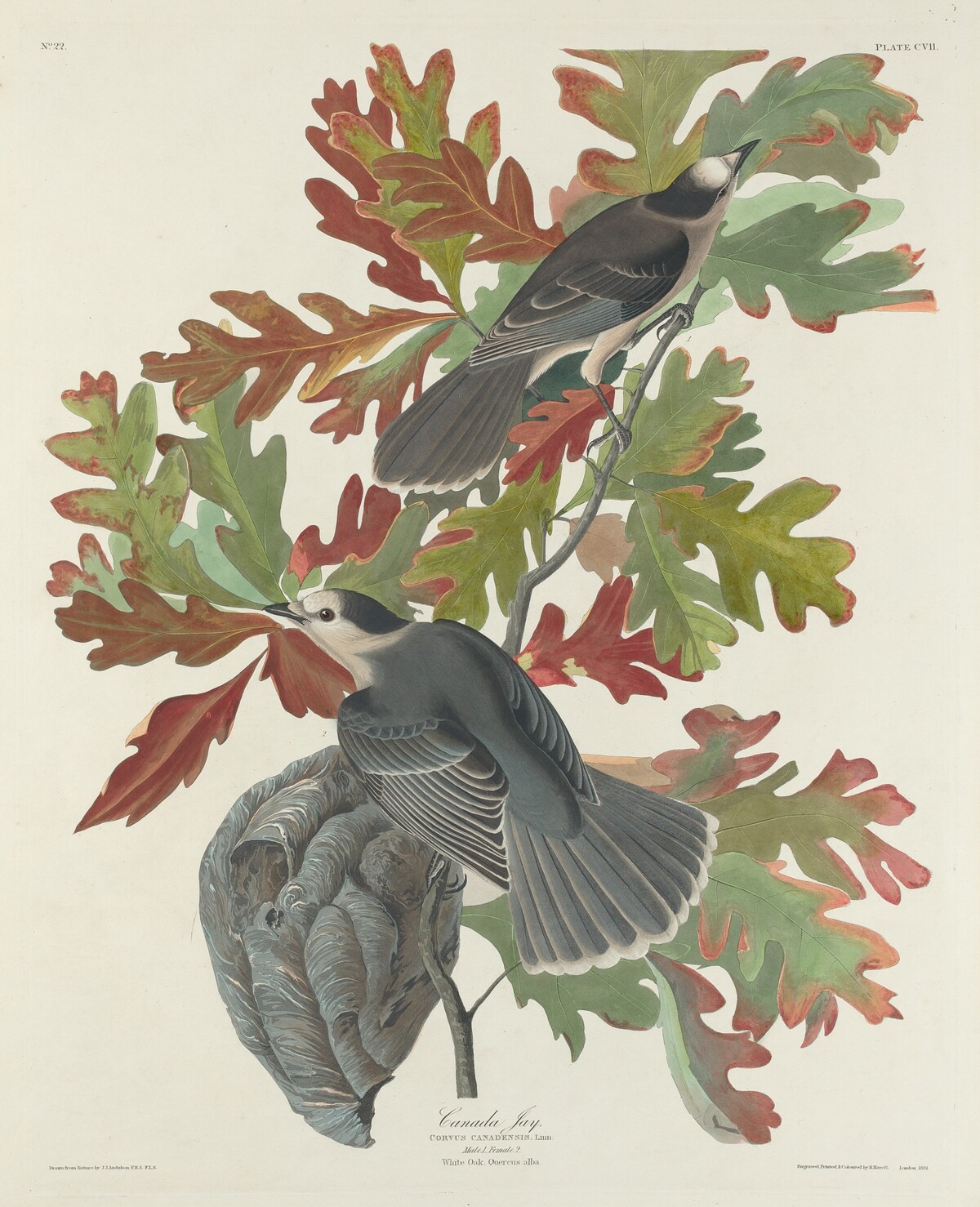 Canada Jay by Robert Havell after John James Audubon