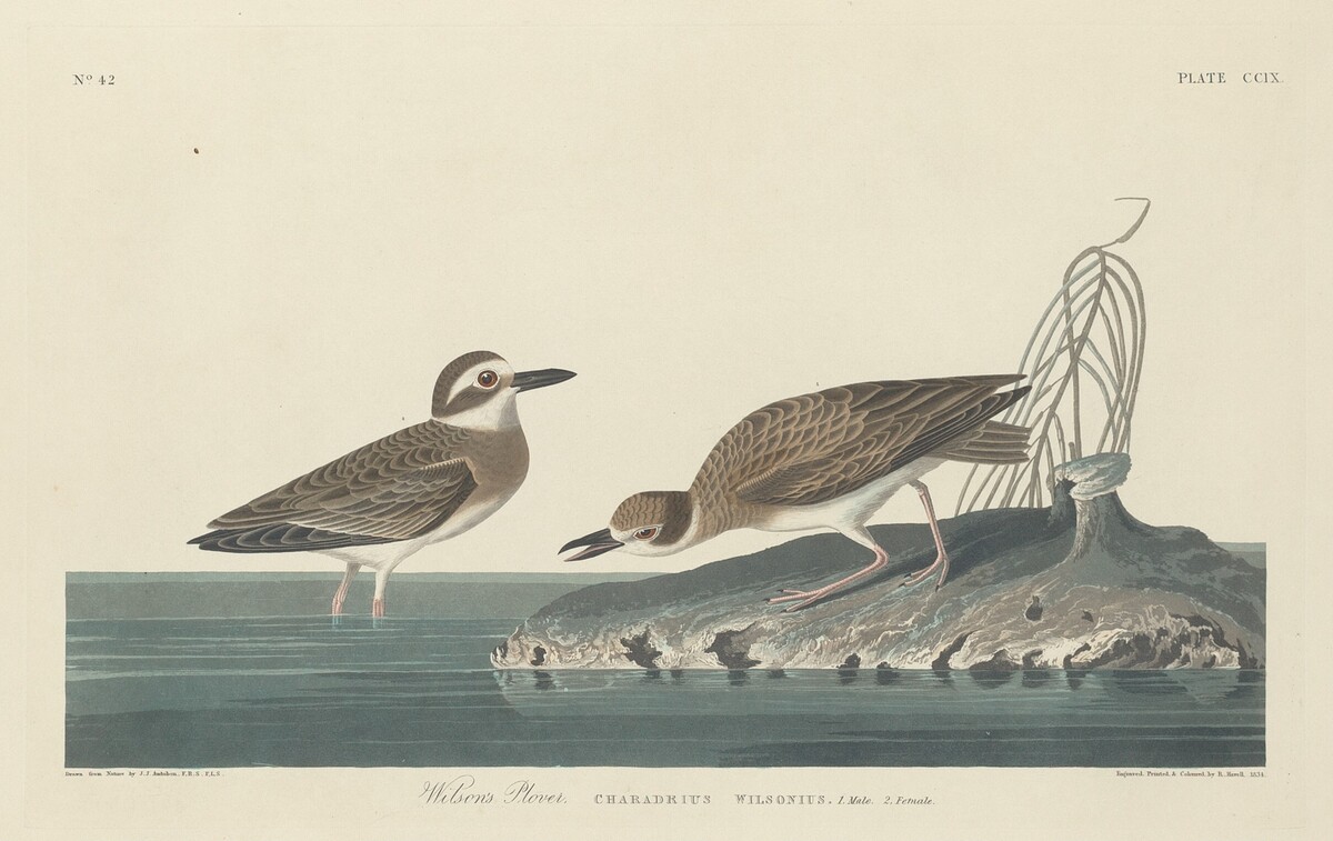 Wilson's Plover by Robert Havell after John James Audubon