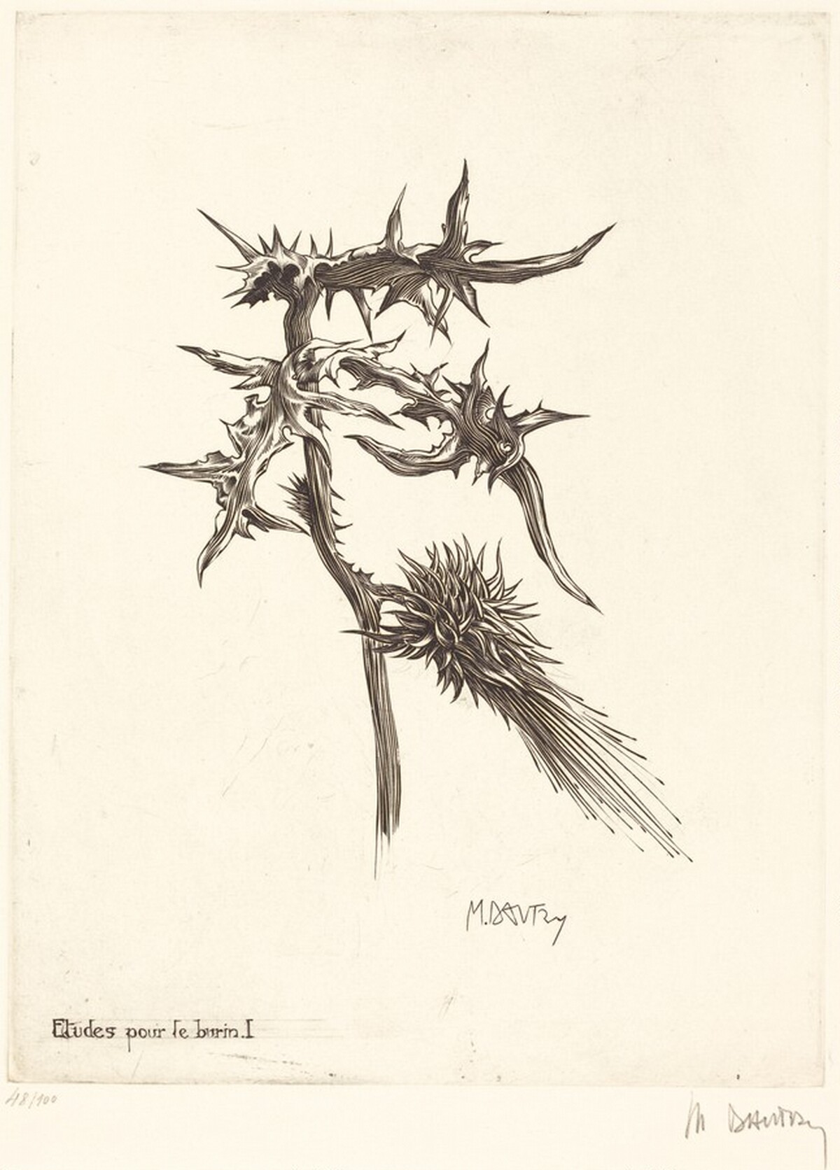 Etudes pour le burin I (Thistle) by Marc Dautry