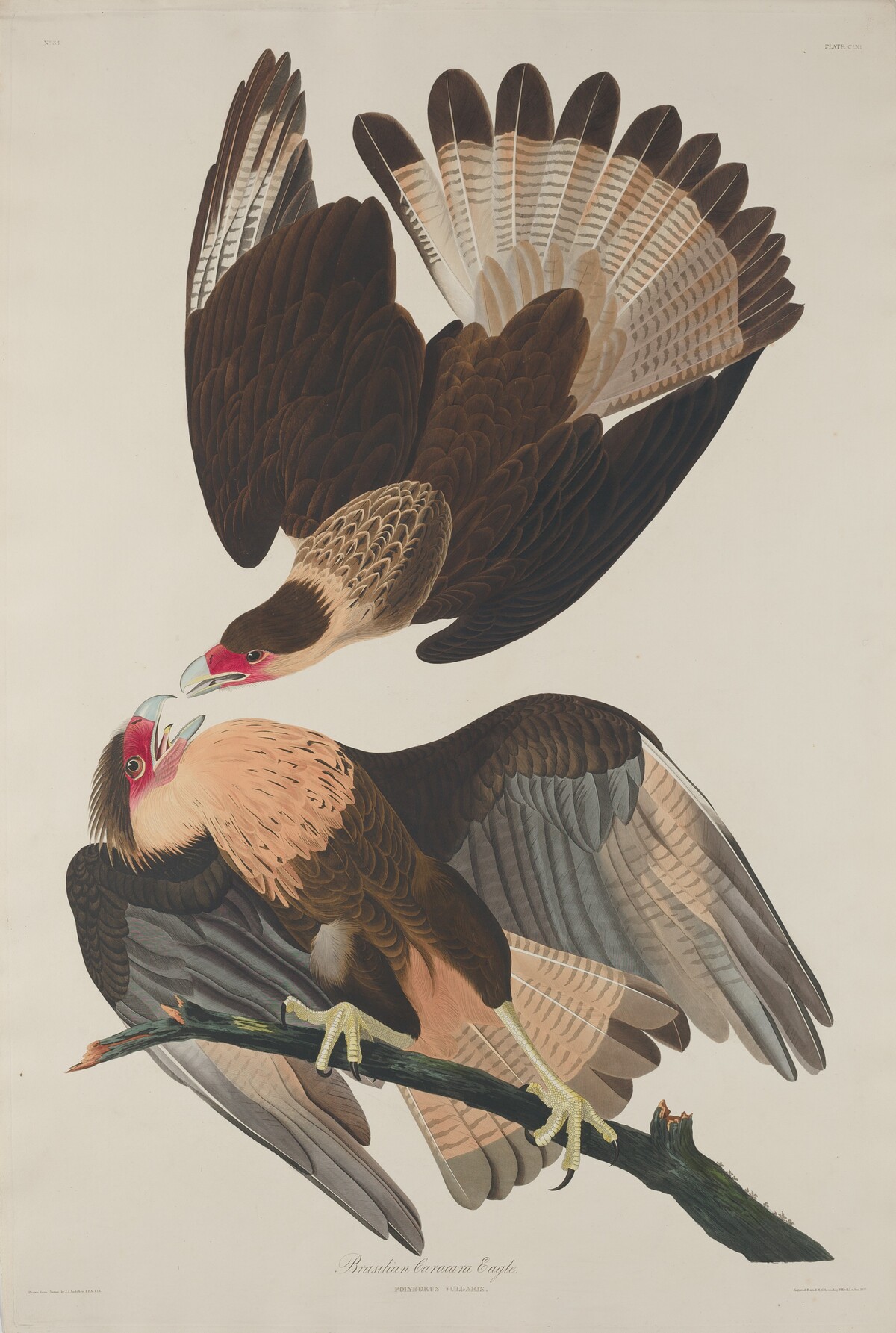 Brasilian Caracara Eagle by Robert Havell after John James Audubon
