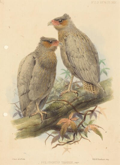 Polyborus Tharus, Var.