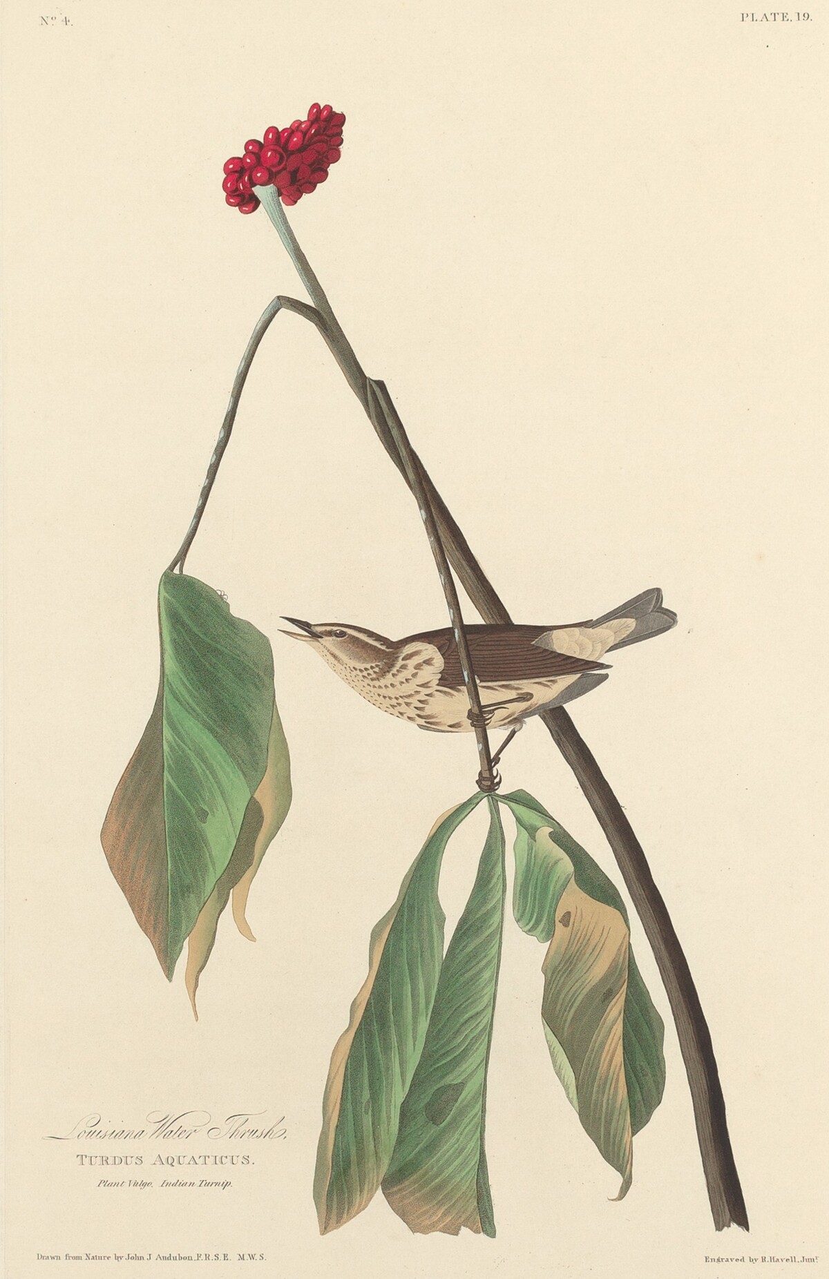 Louisiana Water Thrush by Robert Havell after John James Audubon