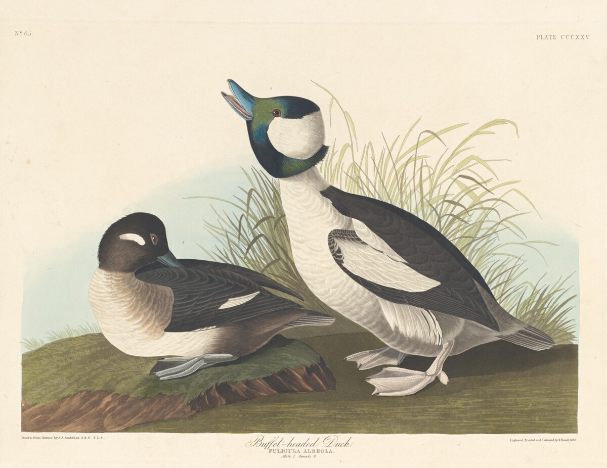 Buffel-headed Duck by Robert Havell after John James Audubon