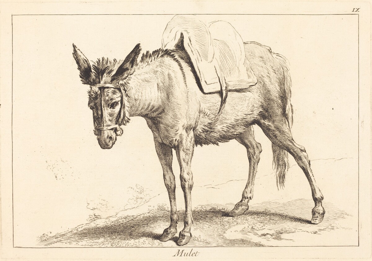 Mulet (Mule or Saddled Donkey) by Jacques-Philippe Le Bas and Jean Eric Rehn after Jean-Baptiste Oudry