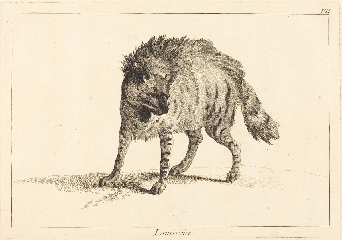 Loucervier (Hyena) by Jacques-Philippe Le Bas and Jean Eric Rehn after Jean-Baptiste Oudry