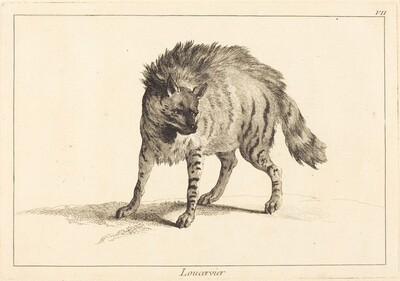 Loucervier (Hyena)