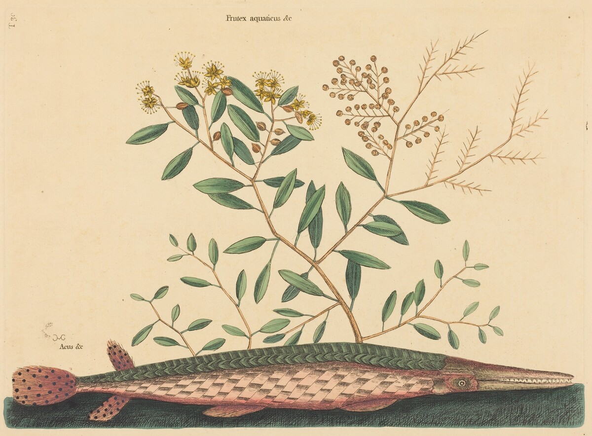 The Green Gar Fish (Esox osseus) by Mark Catesby