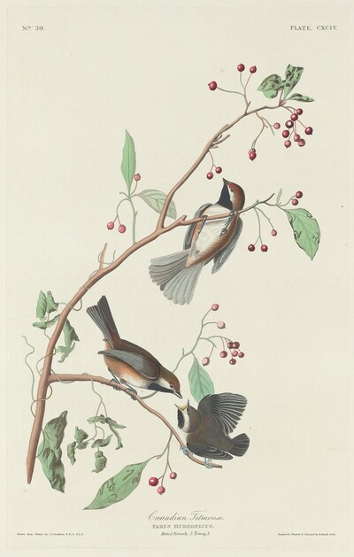 Canadian Titmouse