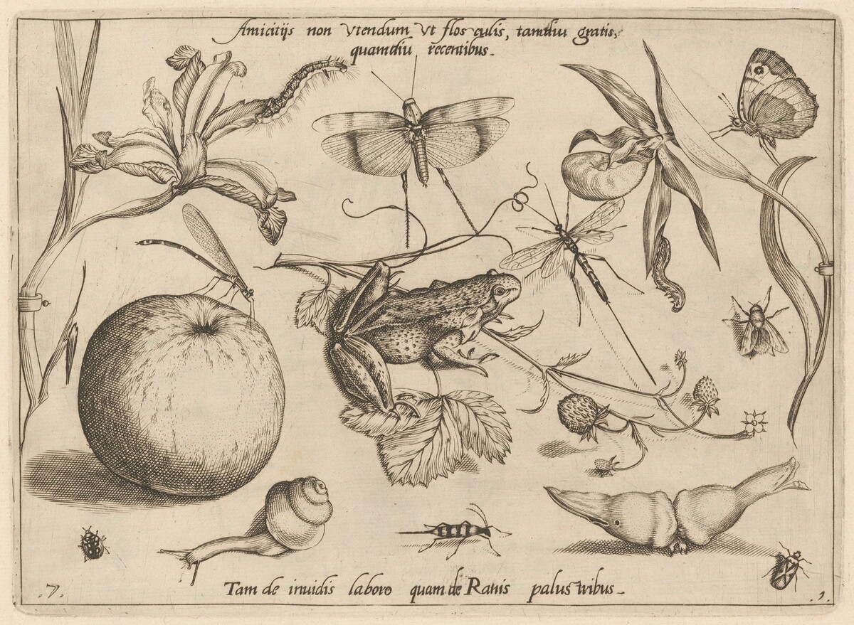 Archetypa studiaque patris Georgii Hoefnagelii [Part 1, Plate 7] by Jacob Hoefnagel after Joris Hoefnagel