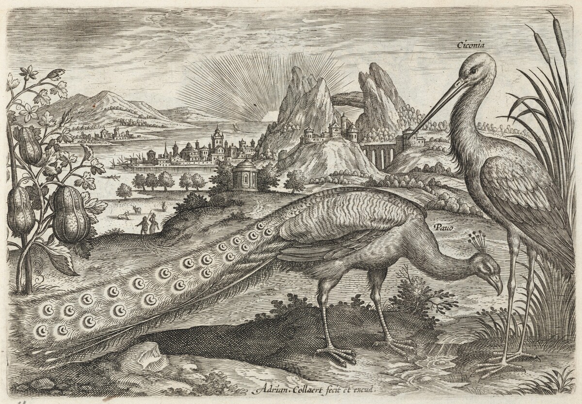 Peacock and Stork by Adriaen Collaert