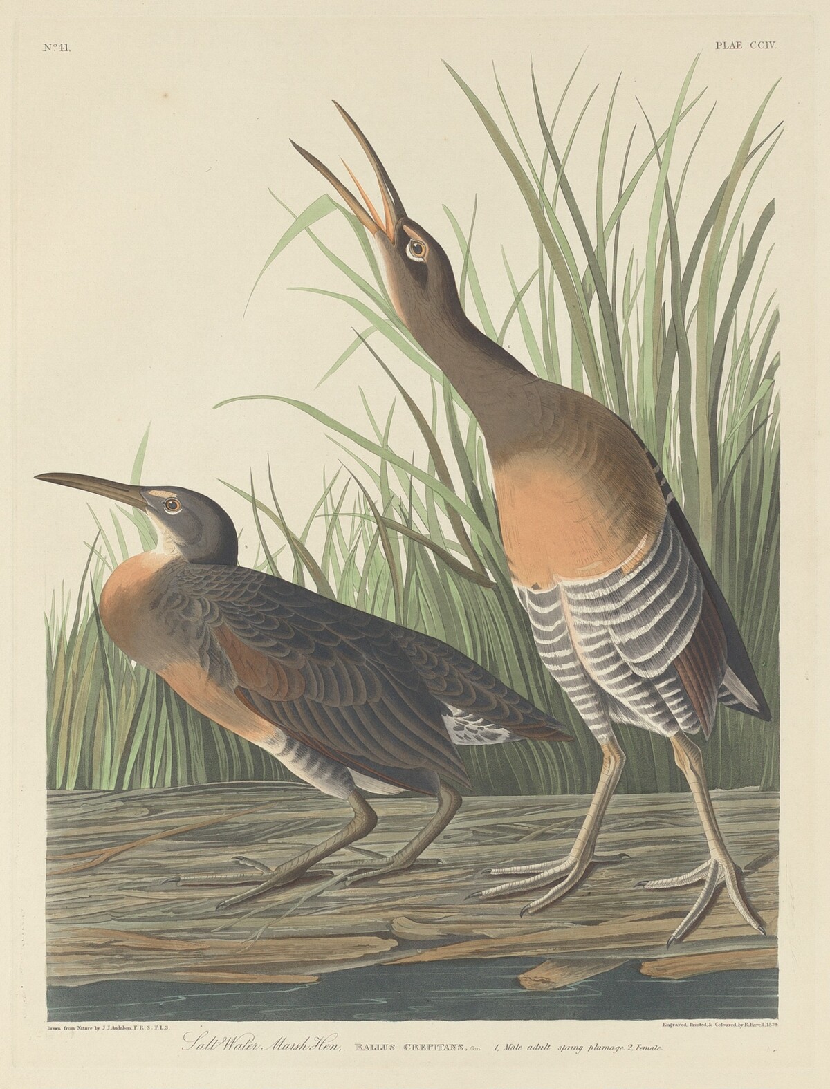 Salt Water Marsh Hen by Robert Havell after John James Audubon