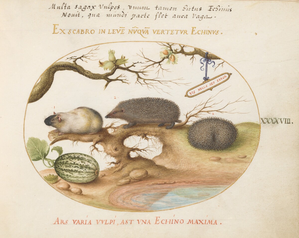 Plate 48: Guinea Pig and Hedgehogs with Melon and Cobnuts by Joris Hoefnagel