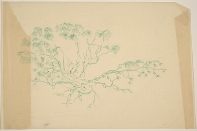 Scrub Pine