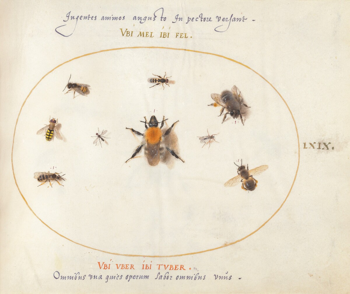 Plate 69: Nine Bees and Other Insects by Joris Hoefnagel