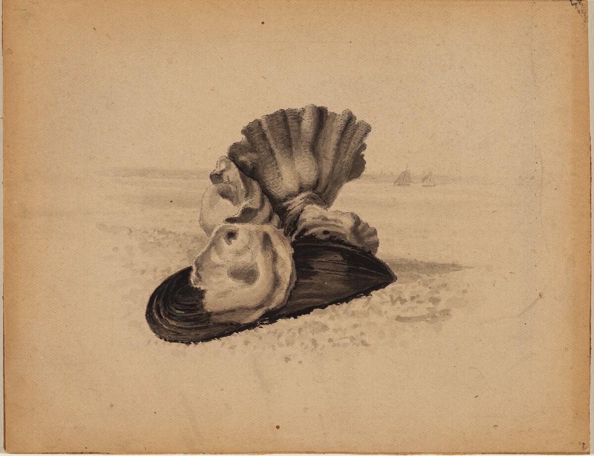 Shells, Watch Hill, Rhode Island by Anonymous American 19th Century