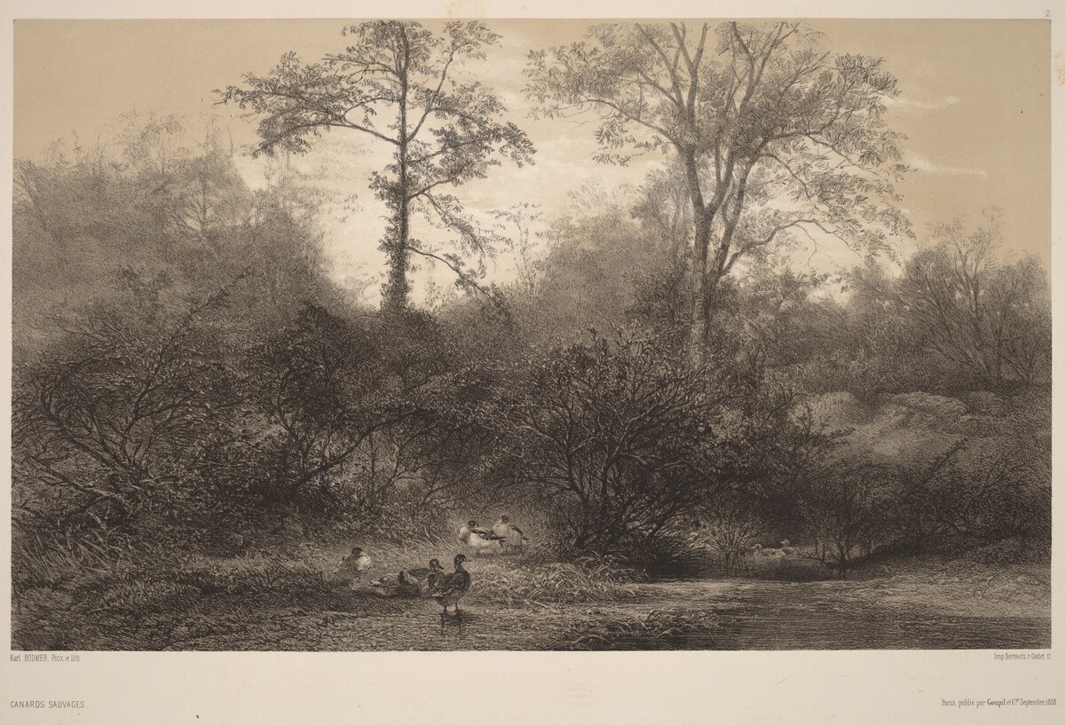 Canards Sauvages by Karl Bodmer