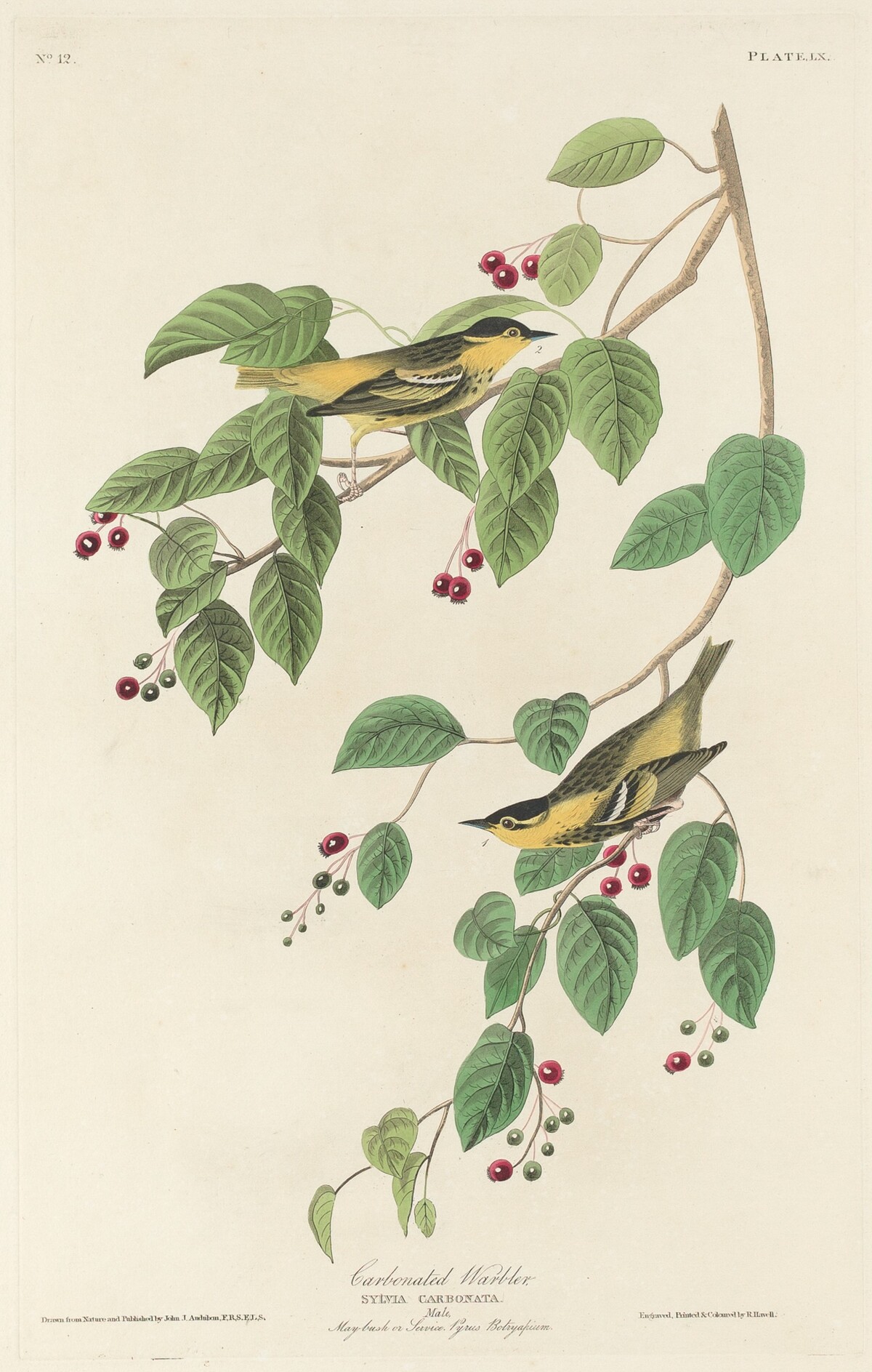 Carbonated Warbler by Robert Havell after John James Audubon