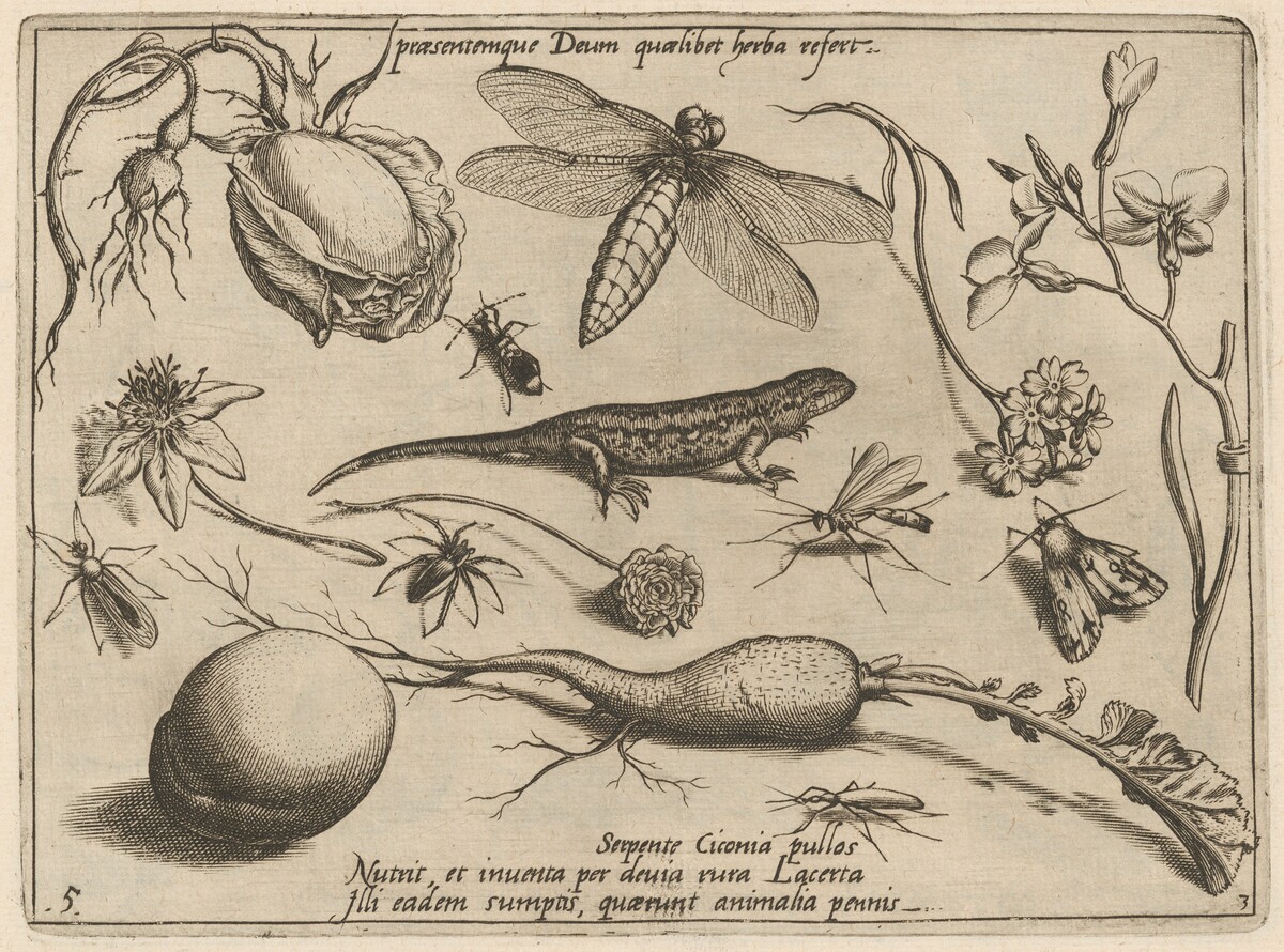 Archetypa studiaque patris Georgii Hoefnagelii [Part 3, Plate 5] by Jacob Hoefnagel after Joris Hoefnagel