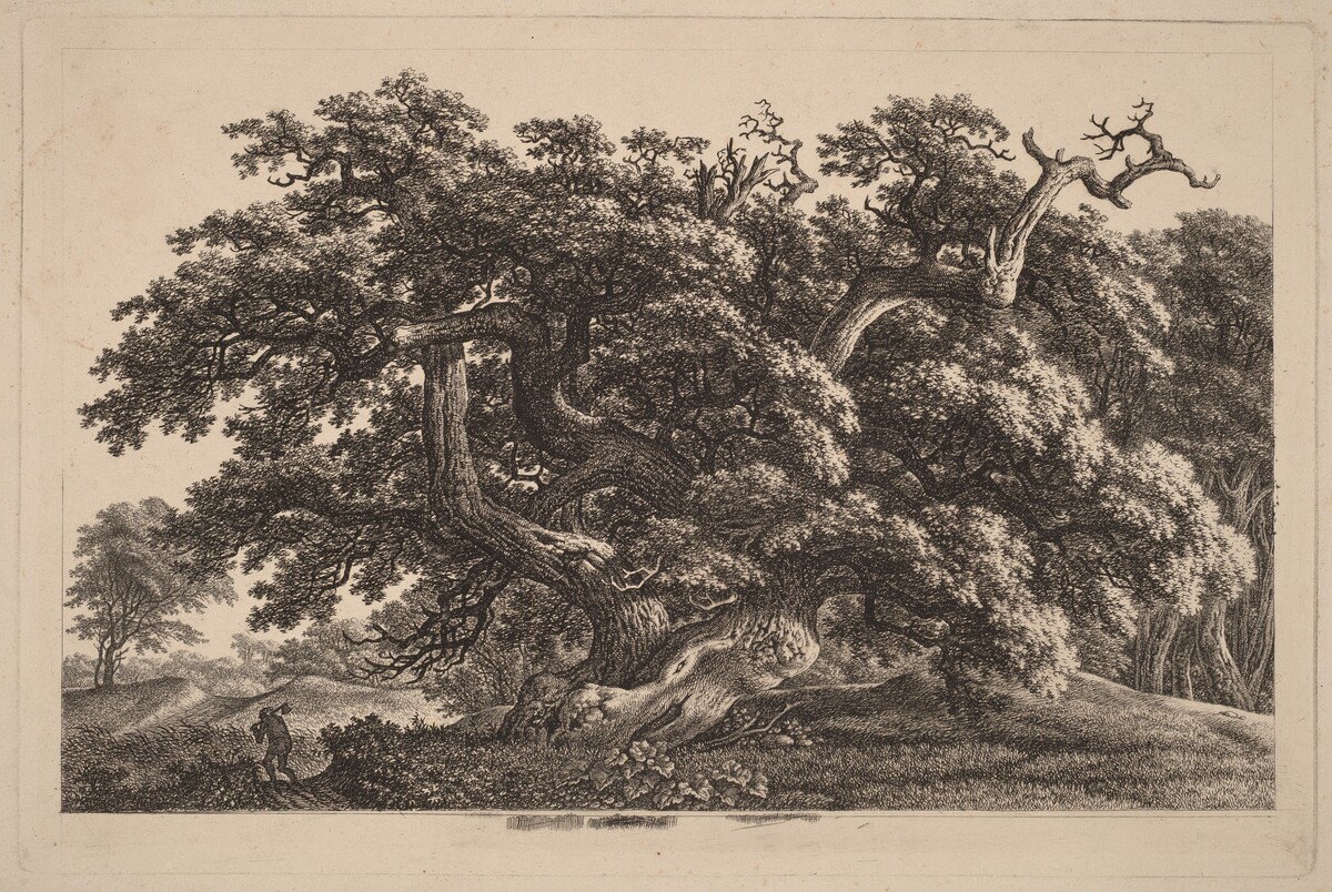 A Widely Expanding Oak Tree by Carl Wilhelm Kolbe