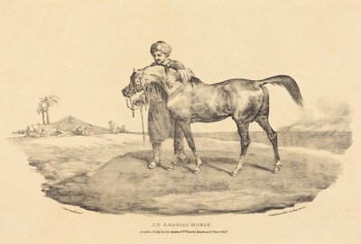 An Arabian Horse